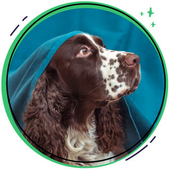 juegos de inteligencia para perros.jpg